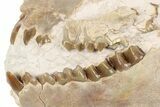 Partial, Fossil Oreodont Skull - South Dakota #198219-1